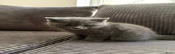 Mixed Breed cats for sale: Beautiful Ragdoll x British Shorthair Kittens  - Advert 5