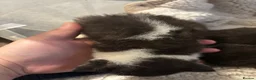 Mixed Breed cats for sale: Moggies  - Advert 10