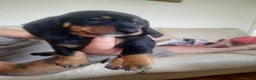 Dachshund dogs for sale: Dachshund puppies  - Advert 4