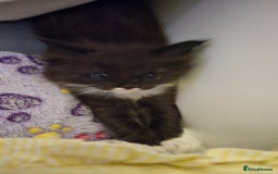 Maine Coon cats for sale: Maine Coon X Ragdoll  - Advert 17