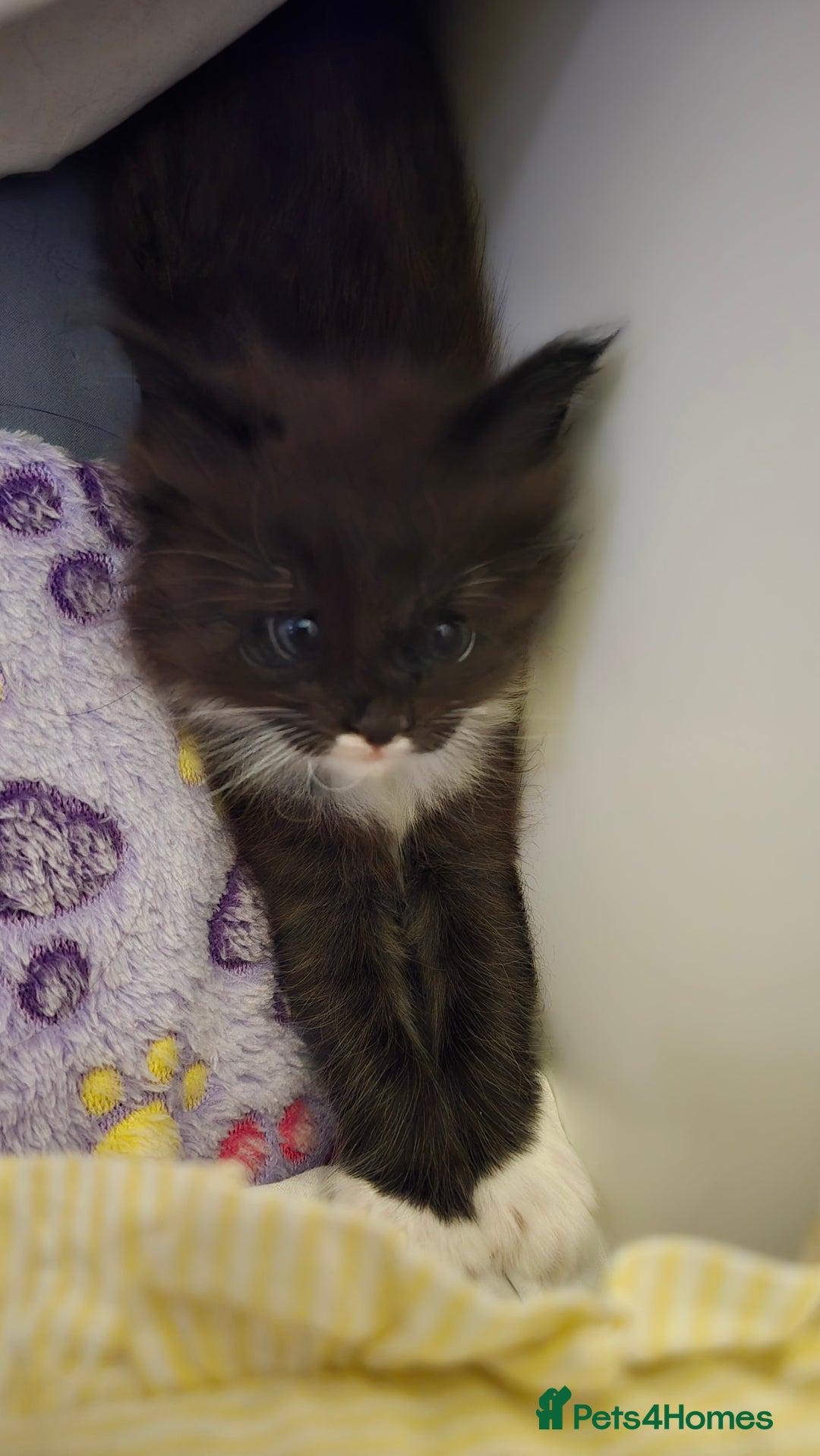 Maine Coon cats for sale: Maine Coon X Ragdoll  - Advert 17