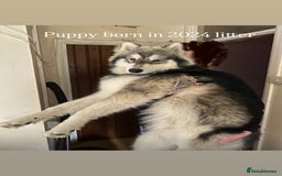 Utonagan dogs for sale: Siberian Husky cross Alaskan Malamutes Puppies - Image 12