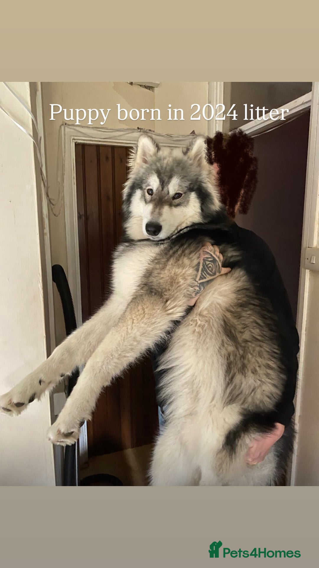 Utonagan dogs for sale: Siberian Husky cross Alaskan Malamutes Puppies - Image 12