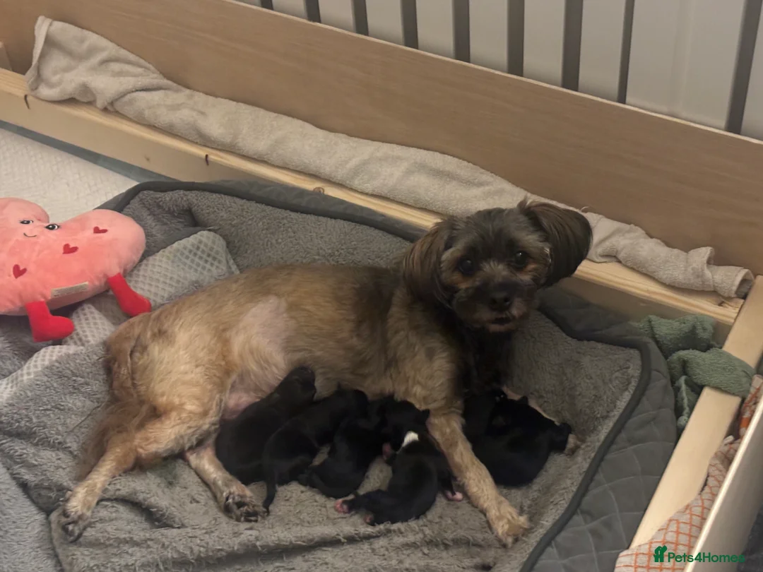 Mixed Breed dogs for sale: Chi Apso (2 girls, 1 boy remaining) - Advert 2