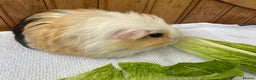 Guinea Pig rodents for sale: RESERVED 1x beautiful baby guinea BOY available  - Advert 1