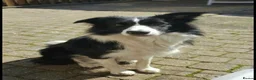 Mixed Breed dogs for sale: Rottweiler mix border collie!  in Croydon - Advert 2