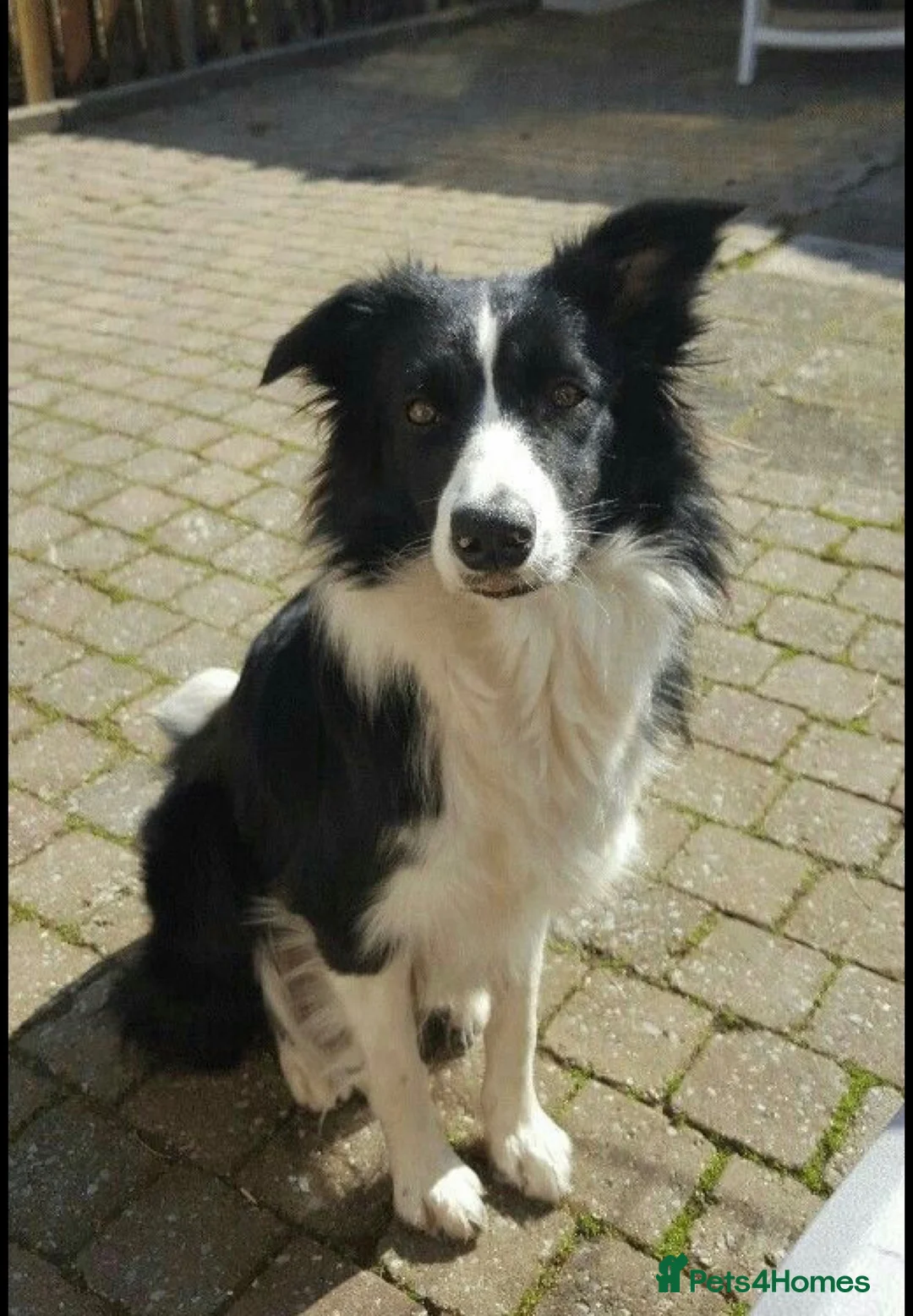 Mixed Breed dogs for sale: Rottweiler mix border collie!  in Croydon - Advert 2