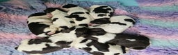English Springer Spaniel dogs for sale: KC clear DNA vax vetted Springer Pups - Advert 8