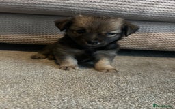 Chorkie dogs for sale: Outstanding chorkie puppies  - Image 5