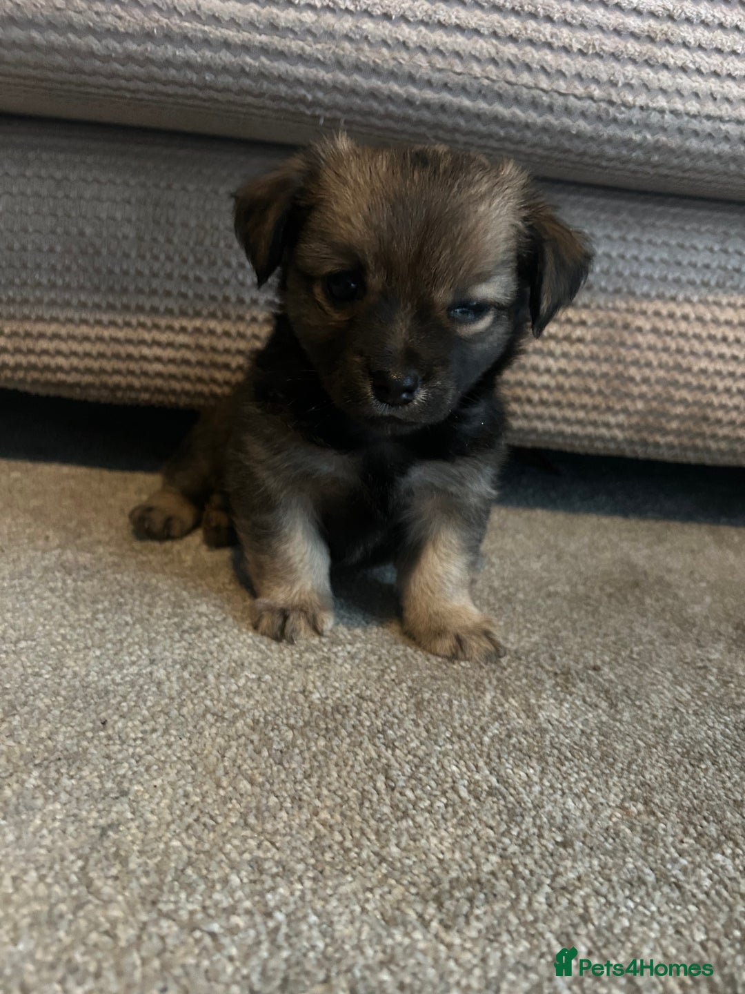 Chorkie dogs for sale: Outstanding chorkie puppies  - Image 5