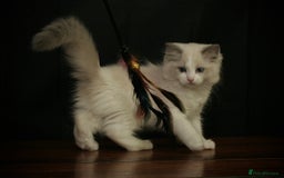Ragdoll cats for sale: Ragdoll kittens TICA beautiful quality cats  - Image 4