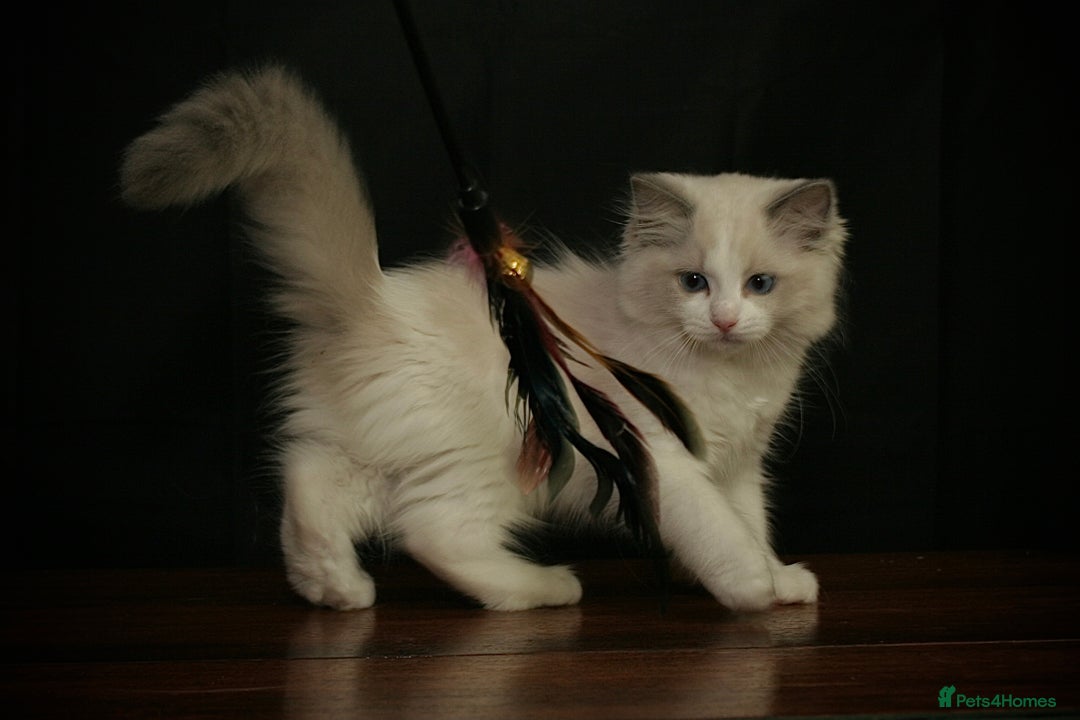 Ragdoll cats for sale: Ragdoll kittens TICA beautiful quality cats  - Image 4