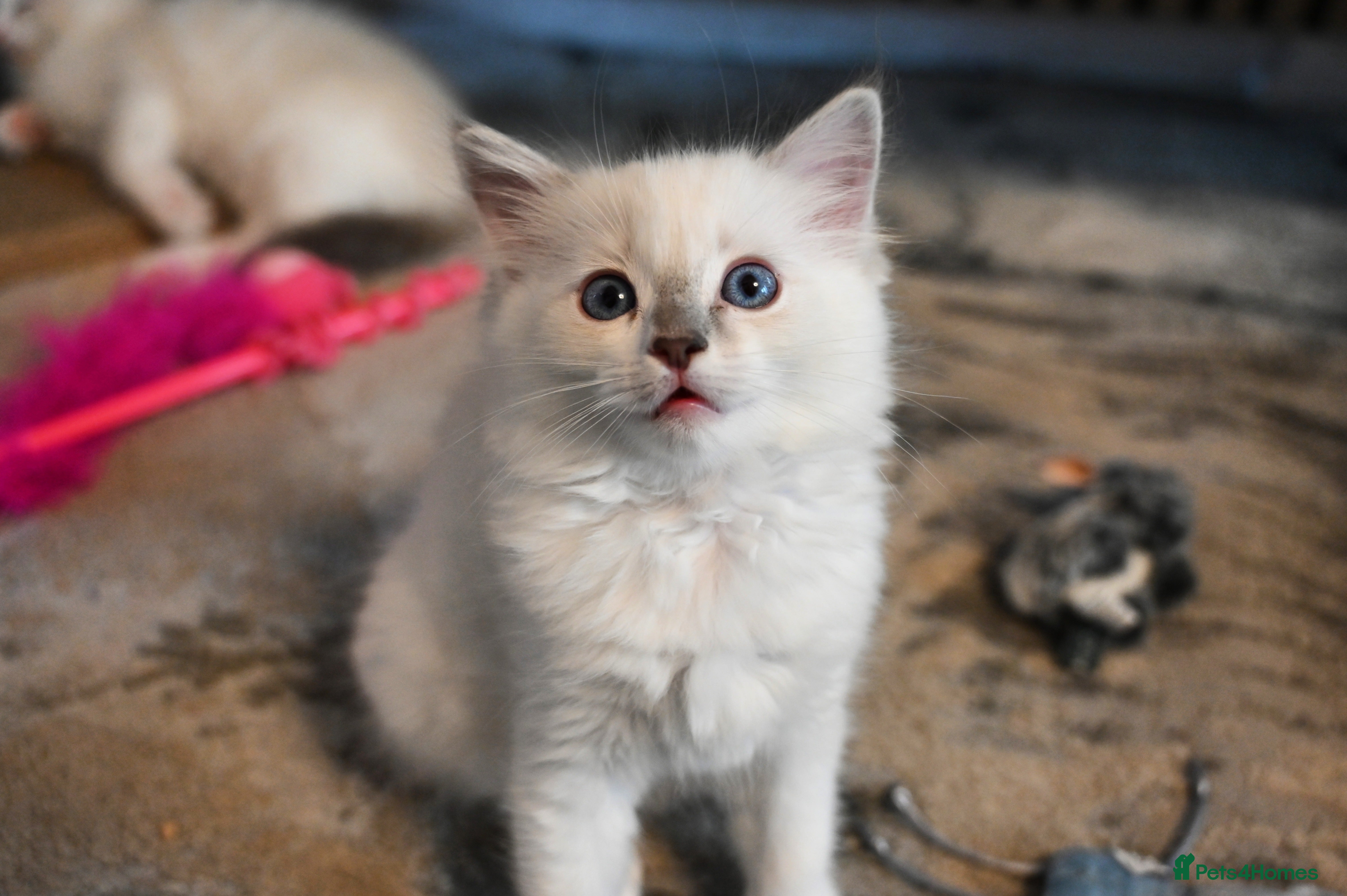 Ragdoll cats Ready to leave 1st Feb, TICA reg Ragdoll kittens   - Advert 3