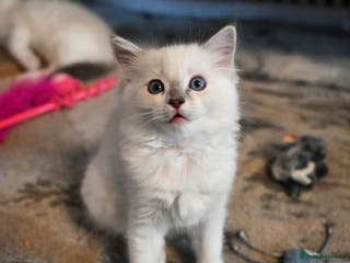 Ragdoll cats Ready to leave 1st Feb, TICA reg Ragdoll kittens - Advert 3