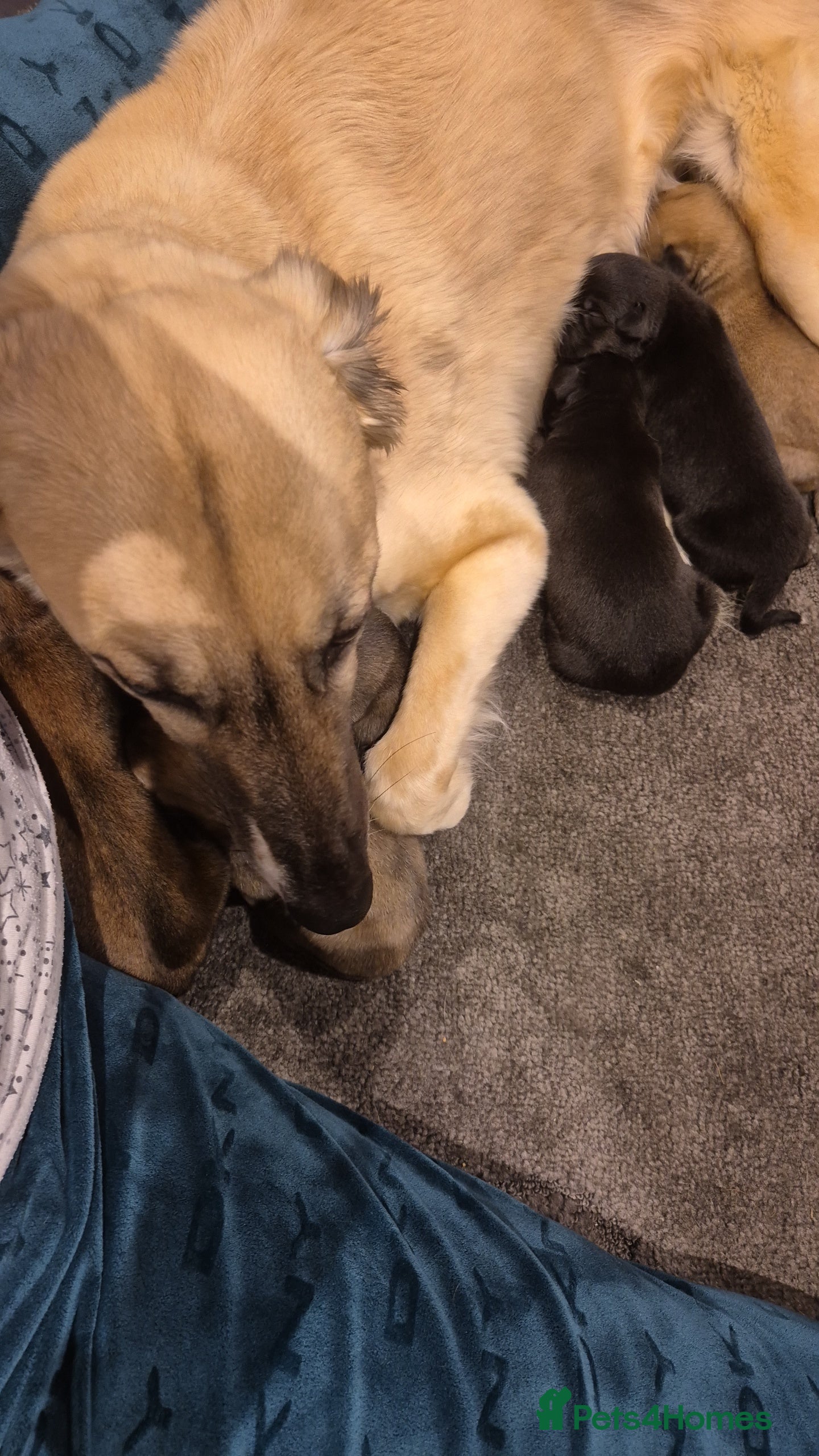 Mixed Breed dogs Saluki bull greyhound × Belgium malinois  - Advert 2