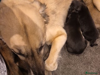 Mixed Breed dogs Saluki bull greyhound × Belgium malinois - Advert 2