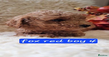Cockapoo dogs - Advert 1