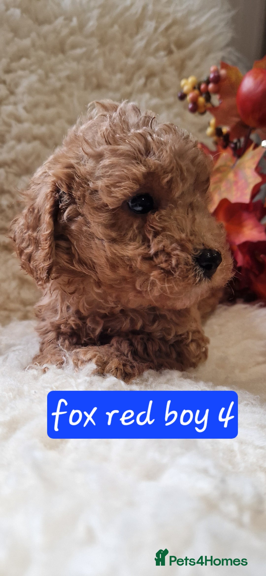 Cockapoo dogs for sale: Gorgeous foxred cockapoo puppies  - Image 2
