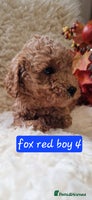Cockapoo dogs - Advert 11