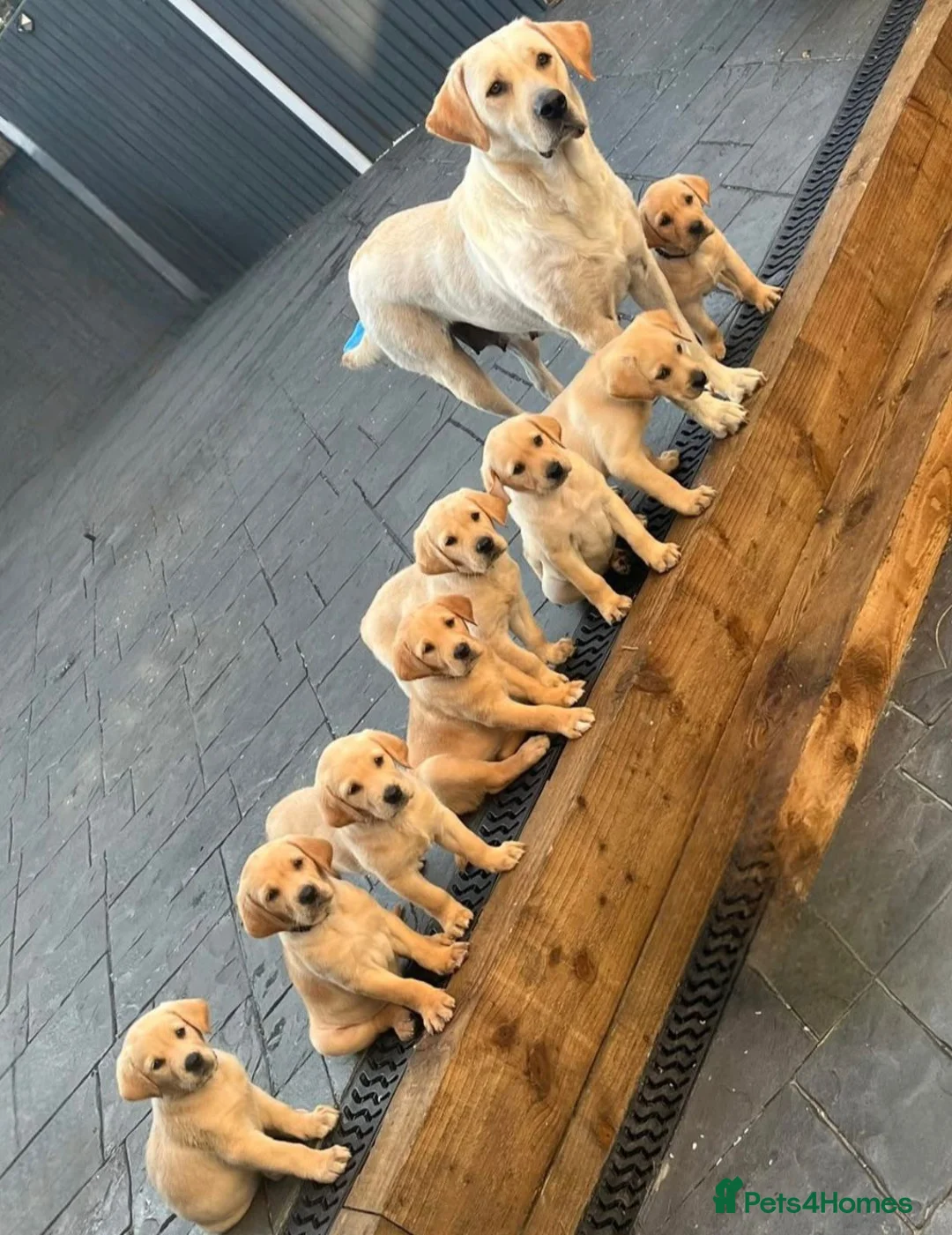 Labrador Retriever dogs for stud: Lucerys Targaryen Lee in Orpington - Advert 2