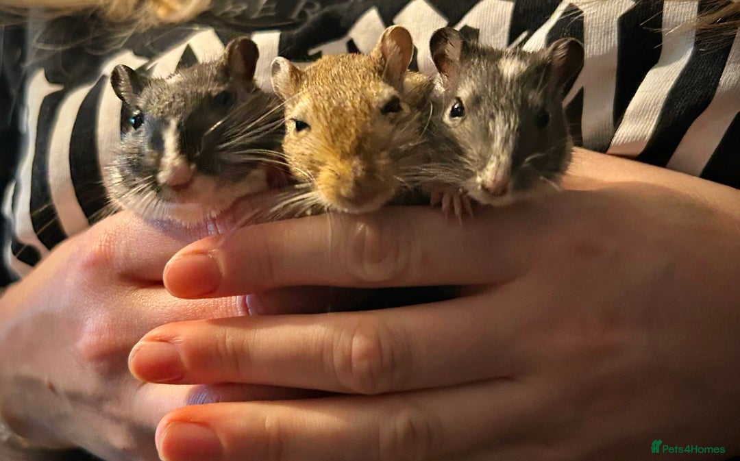 Gerbil rodents for sale: Male gerbils - Image 3