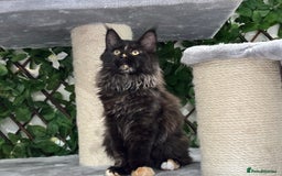 Maine Coon cats for sale: Tica Stunning Kittens  - Image 2