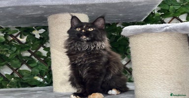 Maine Coon cats - Advert 12