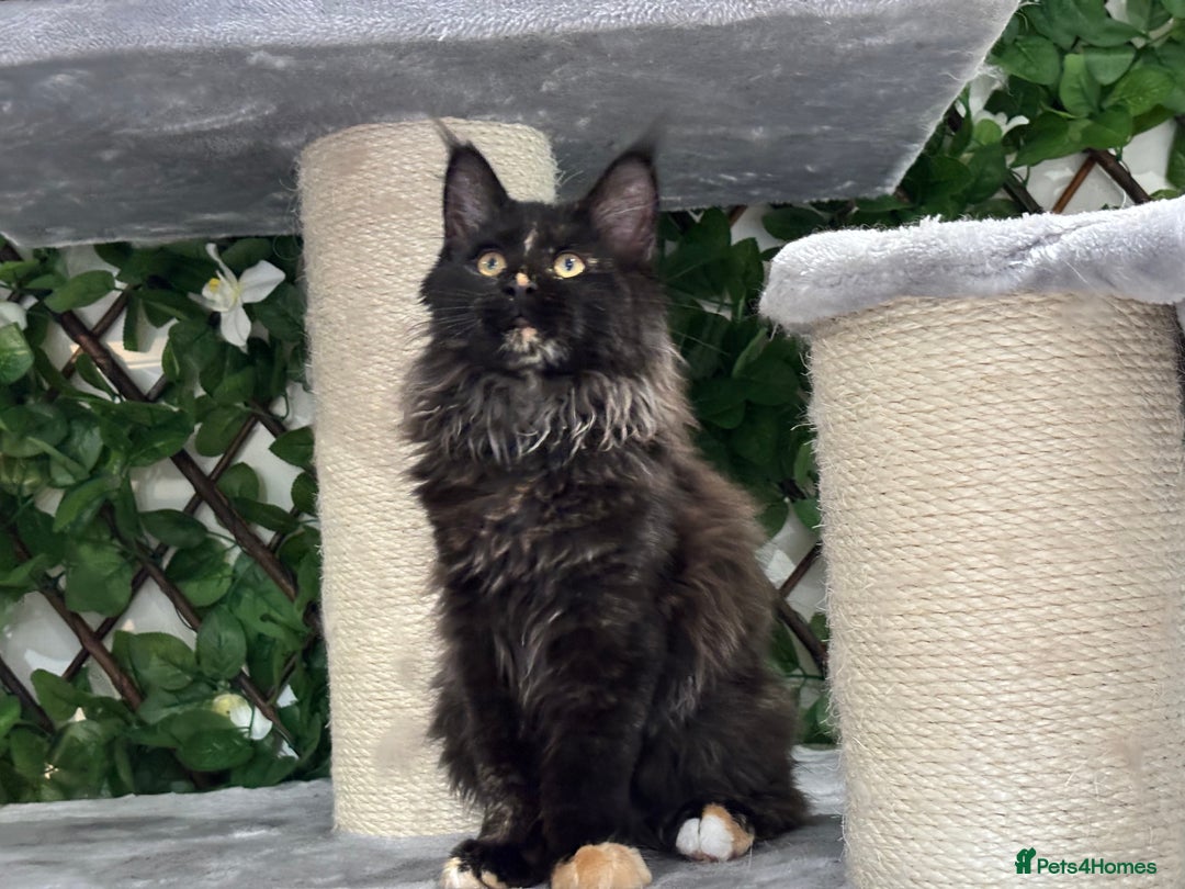 Maine Coon cats for sale: Tica Stunning Kittens  - Image 2
