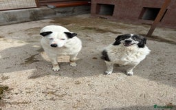 Mixed Breed dogs for adoption: Yedda has waited so long for a home! - Image 3
