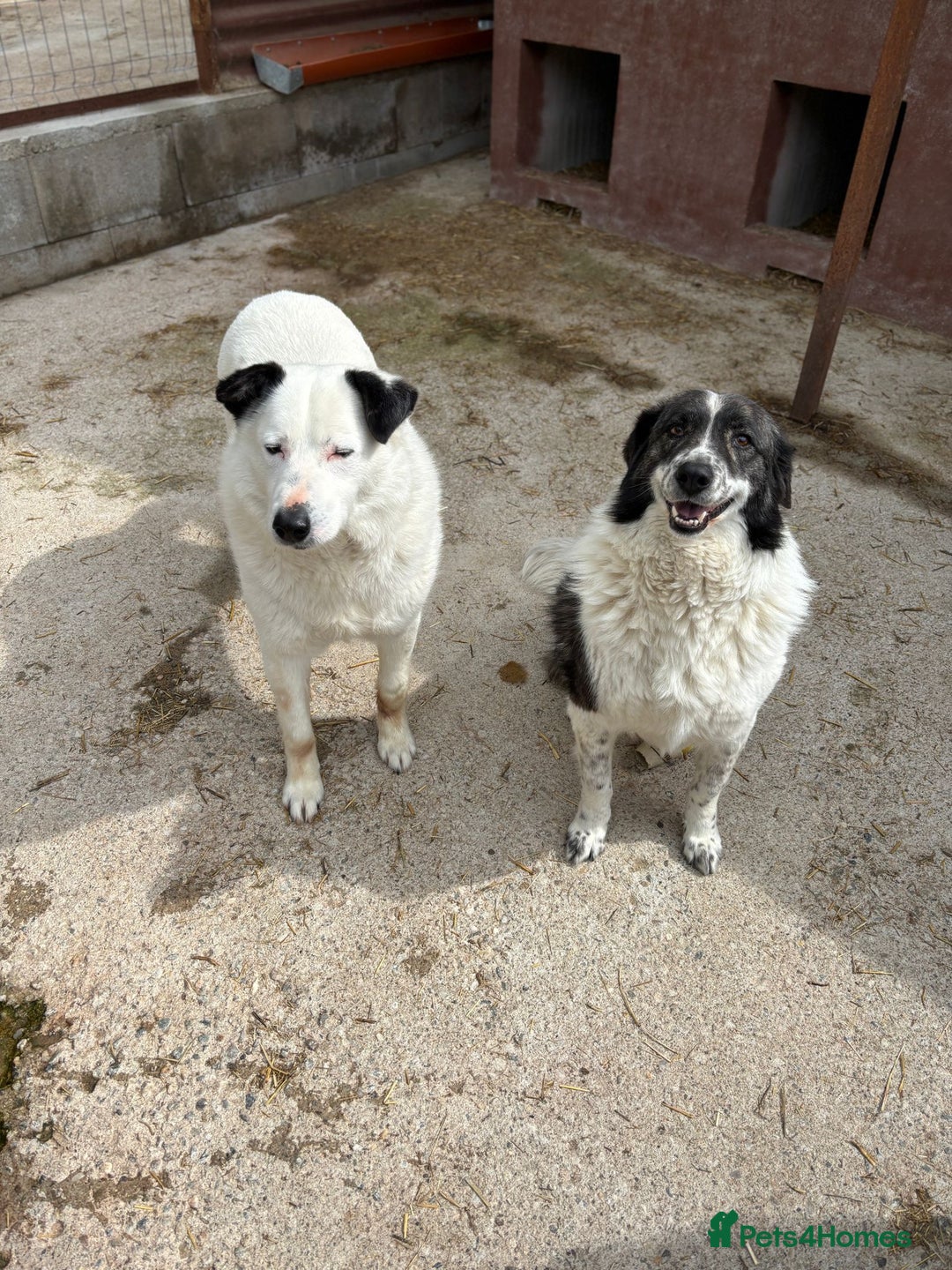Mixed Breed dogs for adoption: Yedda has waited so long for a home! - Image 3
