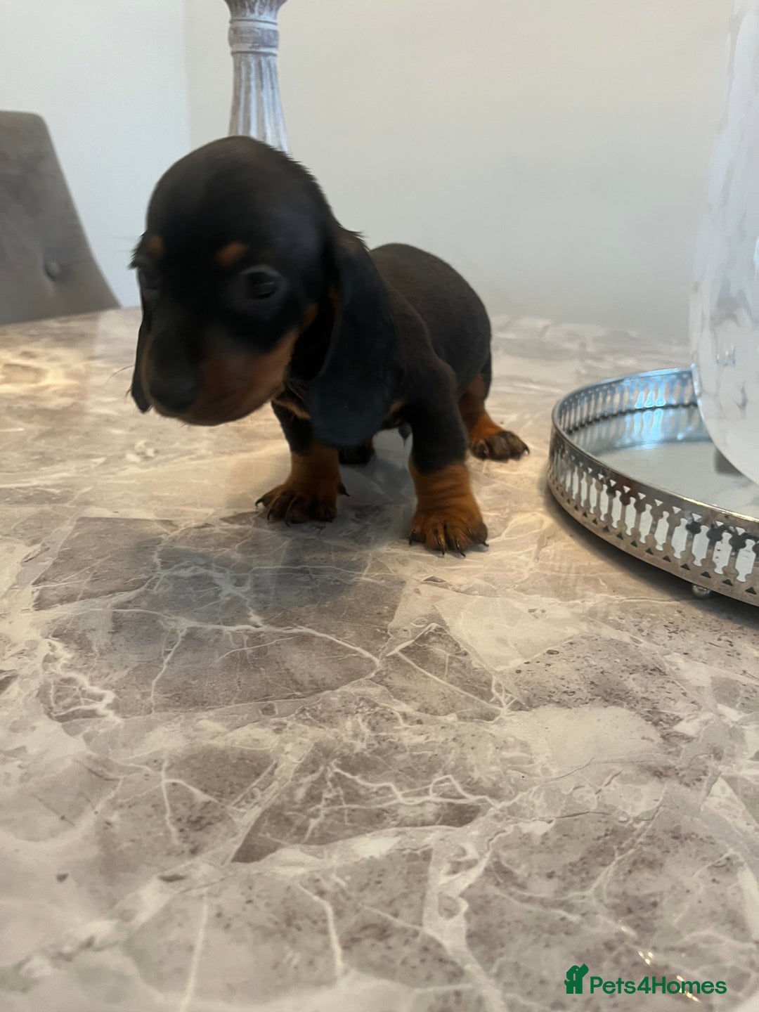 Miniature Dachshund dogs for sale: 🐾 Miniature Dachshund Puppies 🐶  - Image 15