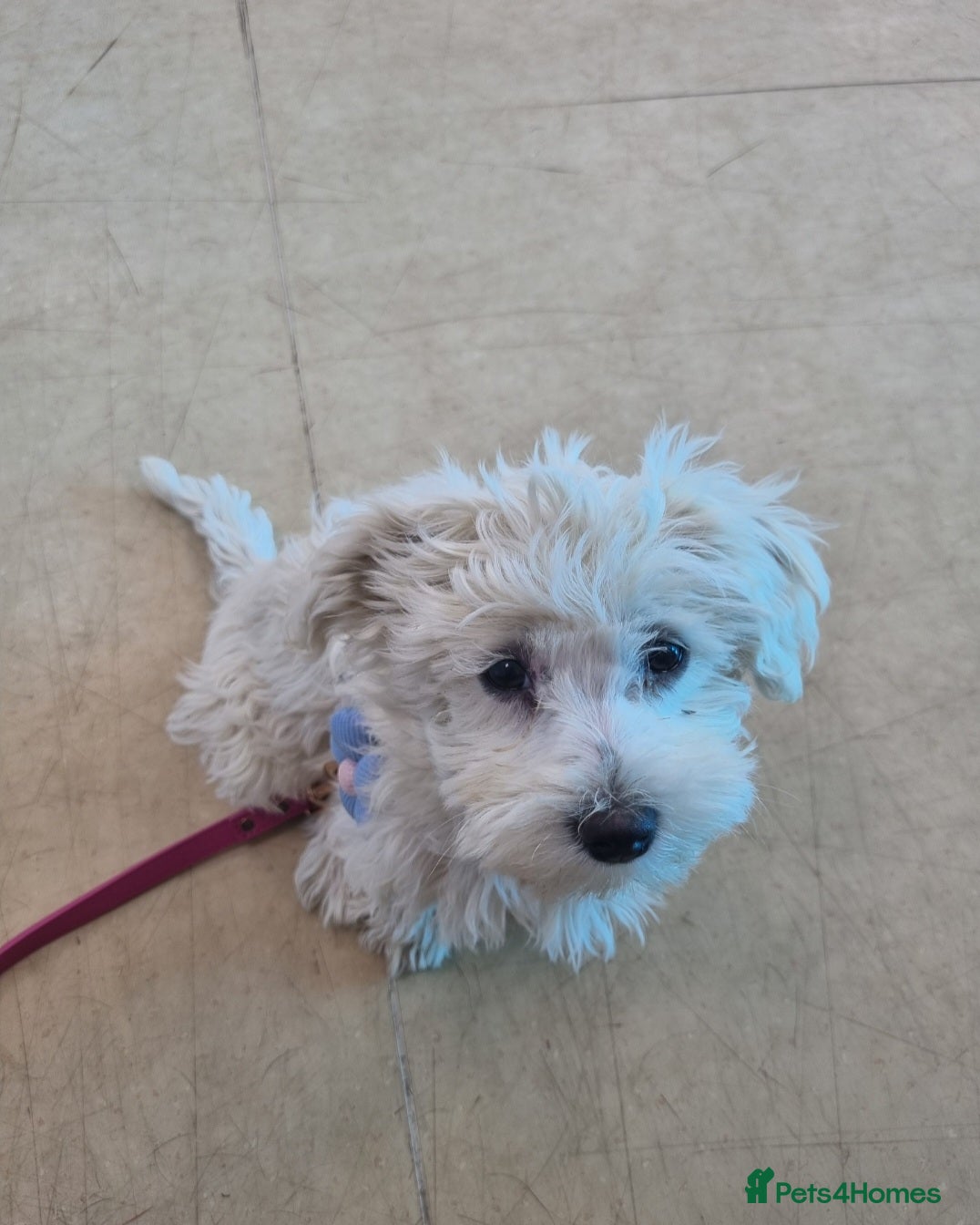 Mixed Breed dogs Maltese 5 months old trained - Advert 1