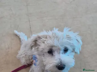 Mixed Breed dogs Maltese 5 months old trained - Advert 15