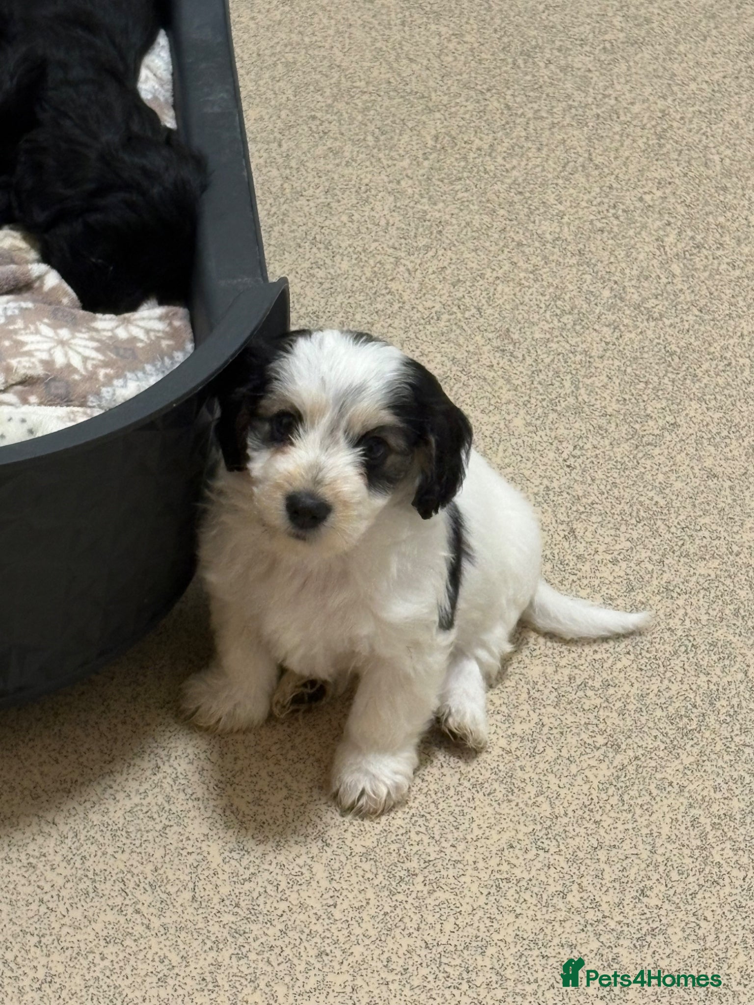 Mixed Breed dogs Cockapoo x Maltese  - Advert 6