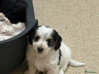 Mixed Breed dogs Cockapoo x Maltese - Advert 17