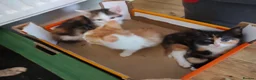 British Shorthair cats for sale: Five stunning kittens available immediately  - Advert 24