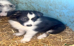 Border Collie dogs for sale: 3 beautiful border collie pups  - Image 19