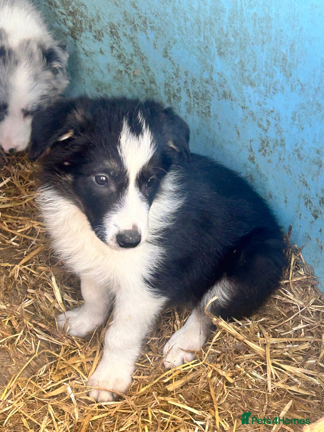 Border Collie dogs for sale: 3 beautiful border collie pups  - Image 19
