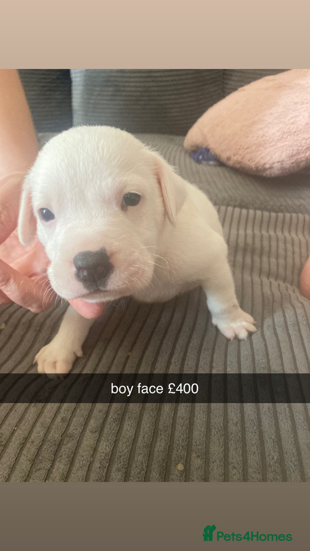 American Bulldog dogs for sale: american bulldog puppy - Image 4