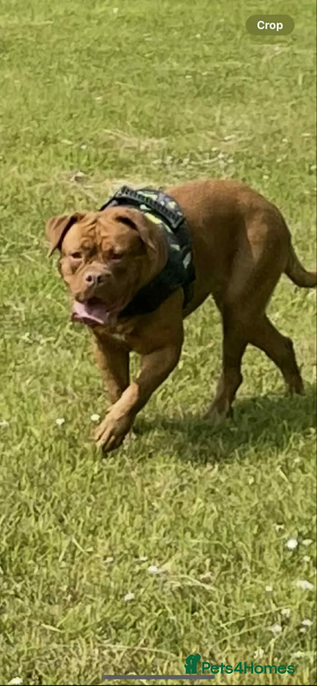 Dogue De Bordeaux dogs for sale: Dogue de Bordeaux  - Advert 2