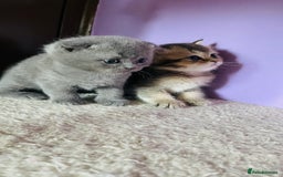 Scottish Fold cats for sale: Beautiful litter Scottish fold ready to reserve ❤️ - Image 7