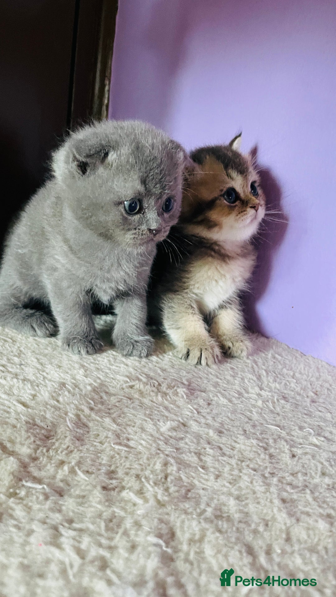 Scottish Fold cats for sale: Beautiful litter Scottish fold ready to reserve ❤️ - Image 7