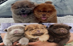 Chow Chow dogs for sale: CHOC🍫LILAC🌪️Champion KC reg🏆 pedigree chow chow - Image 1