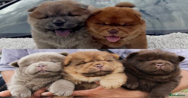 Chow Chow dogs - Advert 2