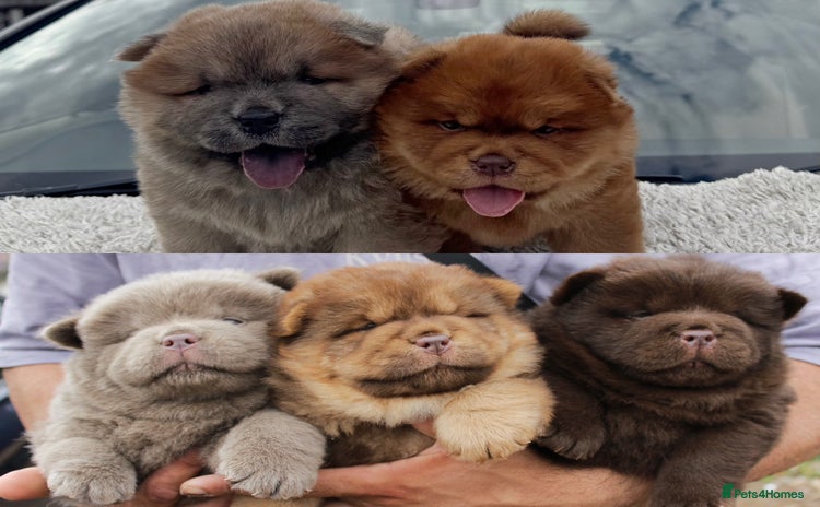 Chow Chow dogs - Advert 4