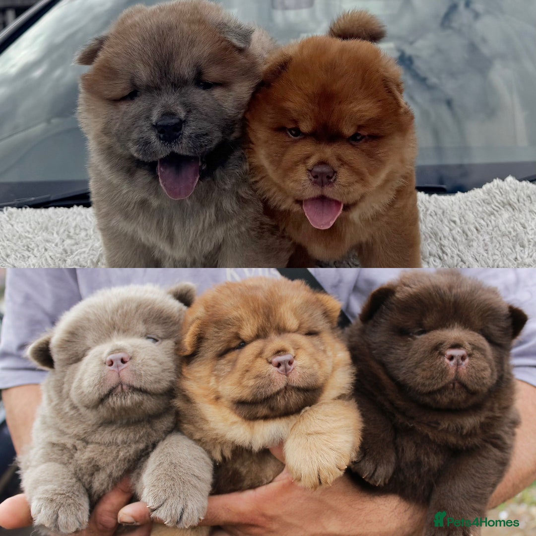 Chow Chow dogs for sale: CHOC🍫LILAC🌪️Champion KC reg🏆 pedigree chow chow - Image 1