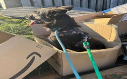 Mixed Breed dogs for adoption: Meet Moose, currently residing in Essex  - Image 3