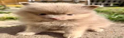 Pomeranian dogs for sale: Pomeranian girls lilac and tan  - Advert 6