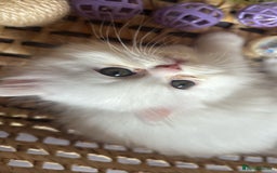 Persian cats for sale: Pure Persian baby's looking lovely home   - Image 9