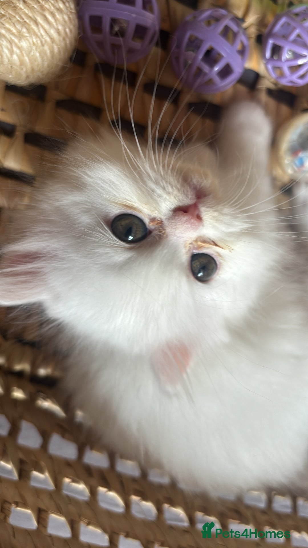 Persian cats for sale: Pure Persian baby's looking lovely home   - Image 9